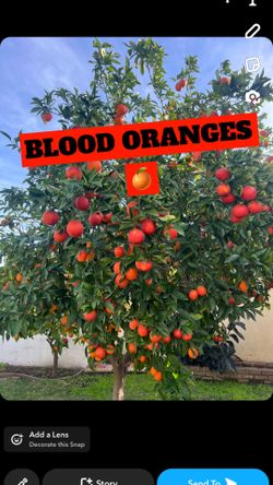 Blood Oranges