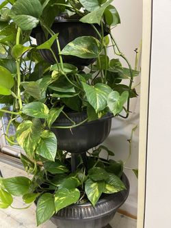 Fresh House Plants Three Tire Planter Pet and Smoke Free Home Very Healthy 