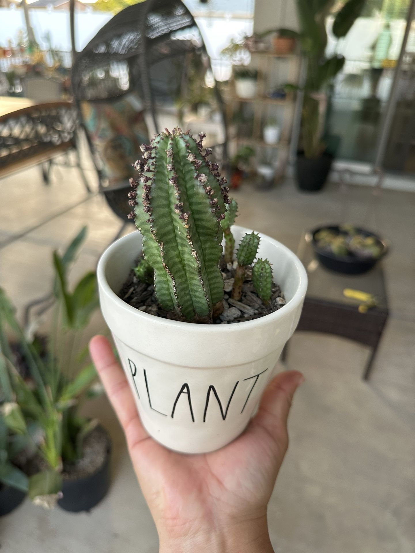 Euphorbia Plant