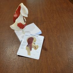 Hip Bone Joint Muscled Anatomical Model Educational Tool GPI Anatomical. 
Perfect shape, displya item. It is approximately 8" tall, 