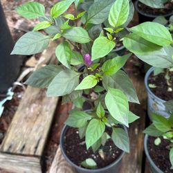 Peruvian Pepper Plants
