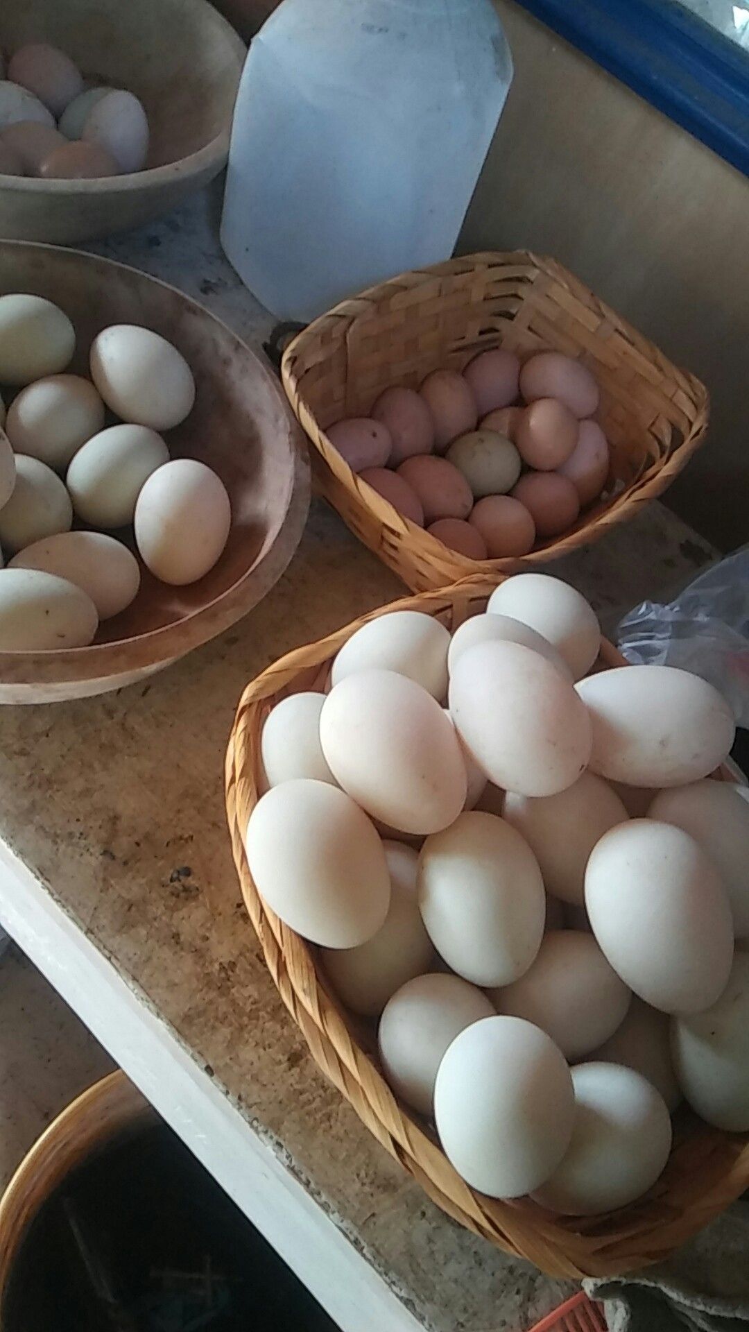 Duckeggs $6 dozen