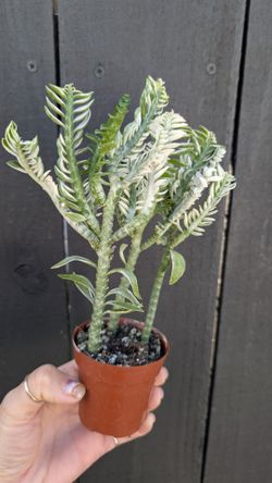 Devil's Backbone Variegated Plant 2" Pot - Indoor House Plants