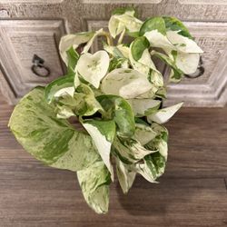 Manjula Pothos