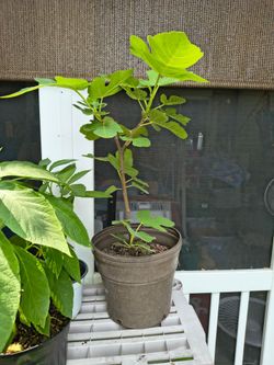 Fig trees