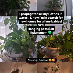 Plants / EACH