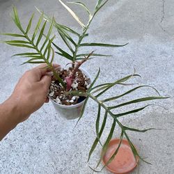 Philodendron Tortum Variegated