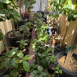 Coffee Arabica Tree 