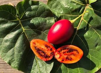 Rare tree tomato
