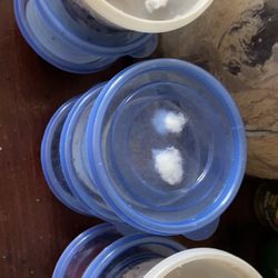 Grindal Worm Cultures 