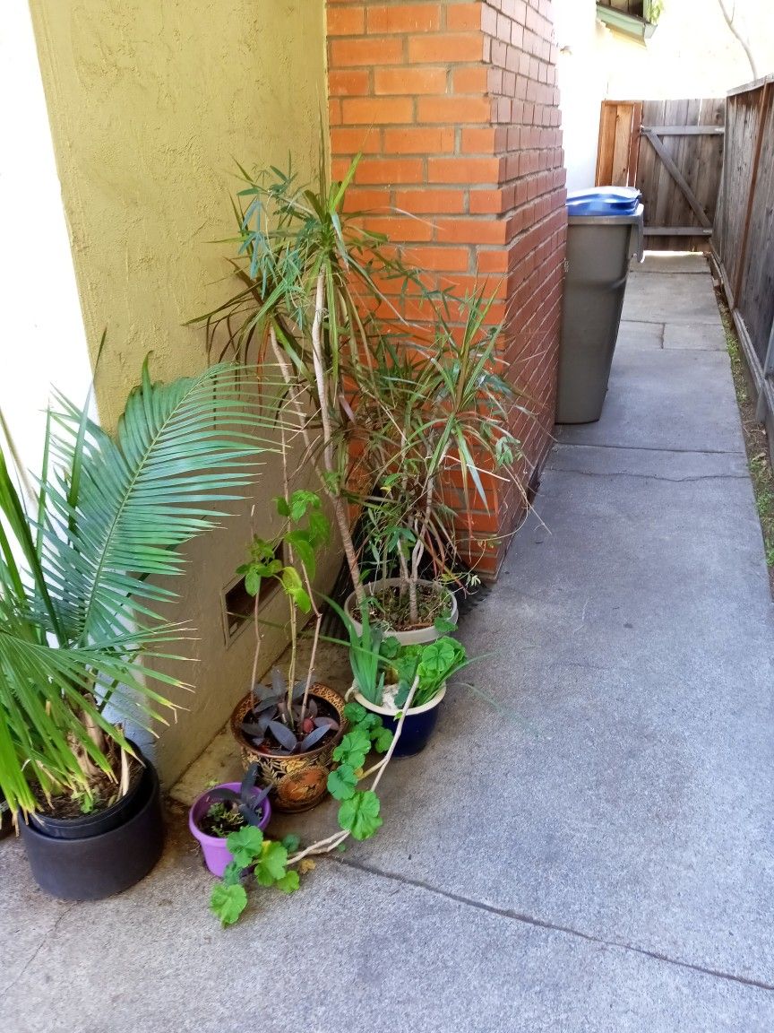 Large Tall Indoor Plant
