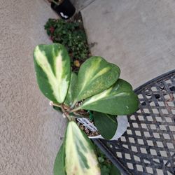 Inner Variegated Hoya Kerri Plant $30