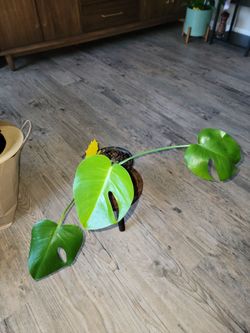Monstera Deliciosa Small Plant