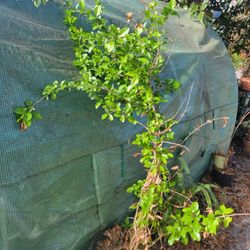 Barbados Cherry Acerola Tree 