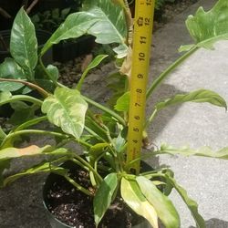 Ring Of Fire Philodendron Plant,  Live 