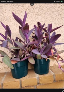 Plantitas