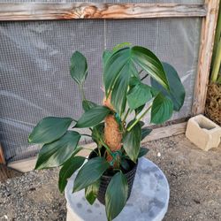 Rhapidophora Decursiva Plant 6" Ceramic Pot