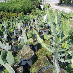 Cactus On Sale Starting From $15