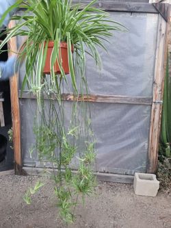 Spider Plant 8" Nursery Pot