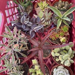 Plants