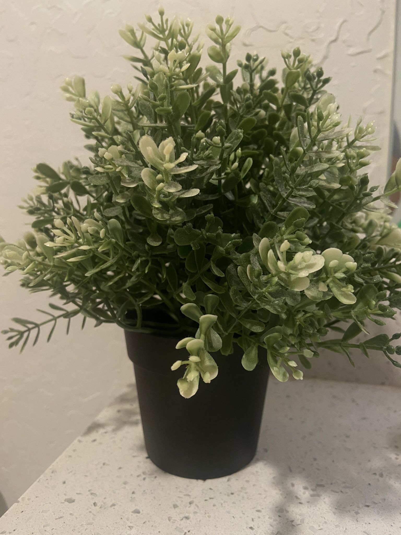 Decoration Plant