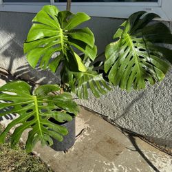 Monstera Deliciosa Plant Large Leaves $45