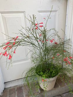 Fire cracker plant