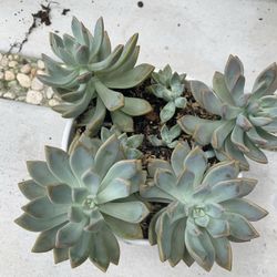 Succulents On A White Ceramic Pot