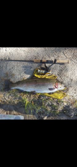 Nice quality freshwater and saltwater fishing gear. Trout Ultralight