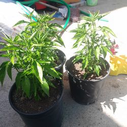 Planta De Chile Piquin