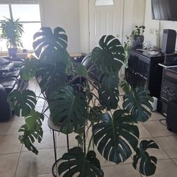 Monstera Plant