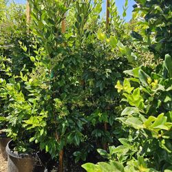 Ligustrum japonicum