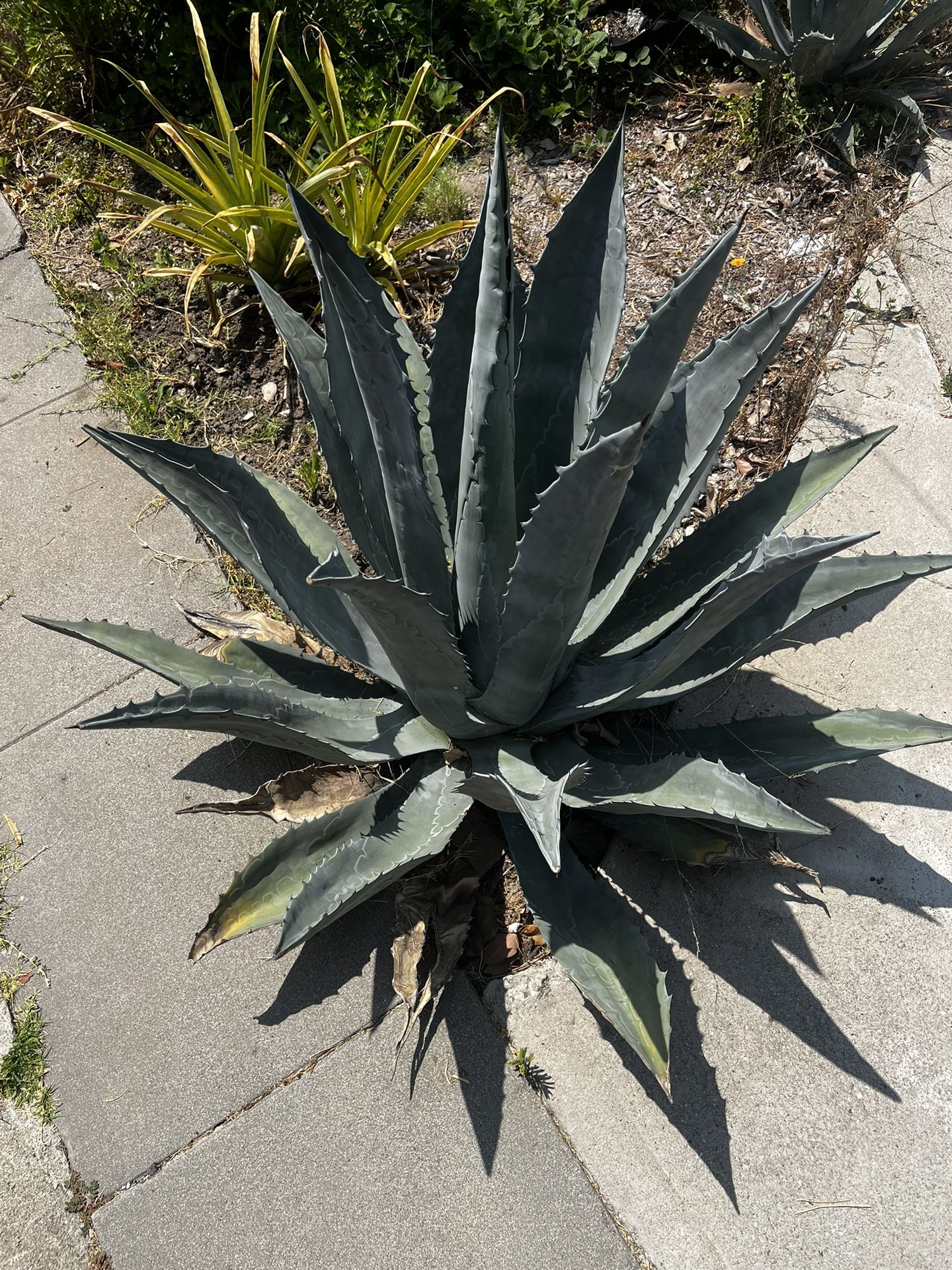 American century plants