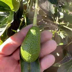 Avocado Tree