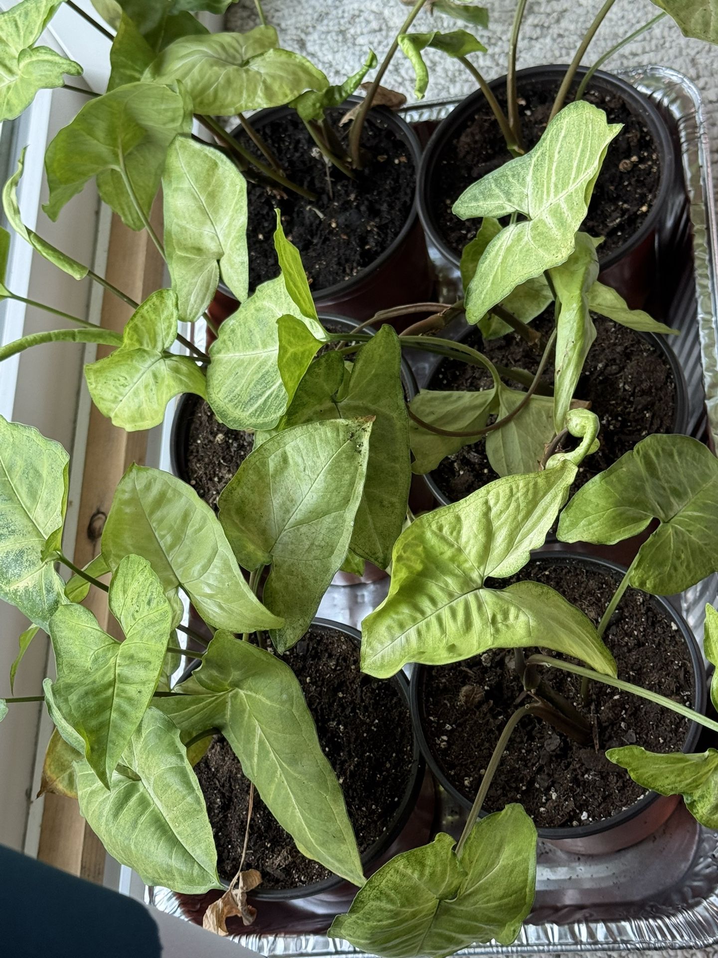 Arrow head starter plants. Small $10. Large $15