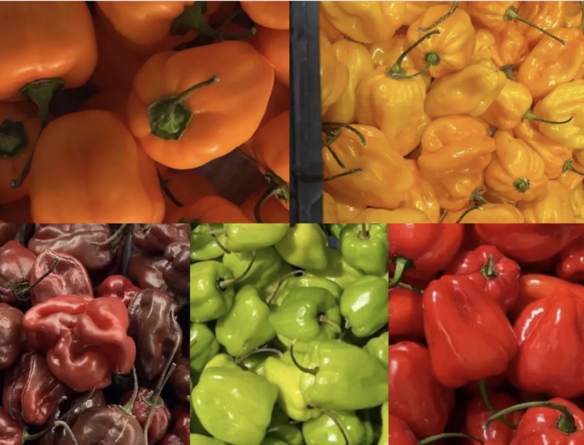 Meet In Stockbridge 1 Lb Each Habanero Peppers (choose Orange, Yellow, Red, Green Or Chocolate)