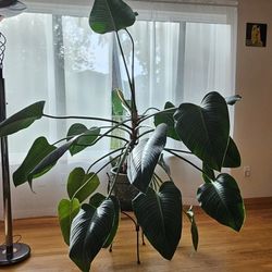 Philodendron Giant for sale