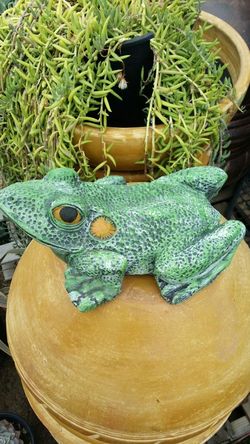 Garden Frog