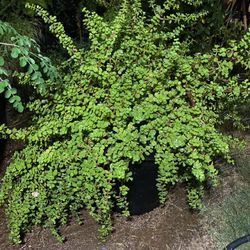 Planta De La Abundancia 