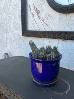 Succulents in Pots