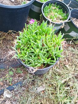 One gallon ice plant ground cover purple