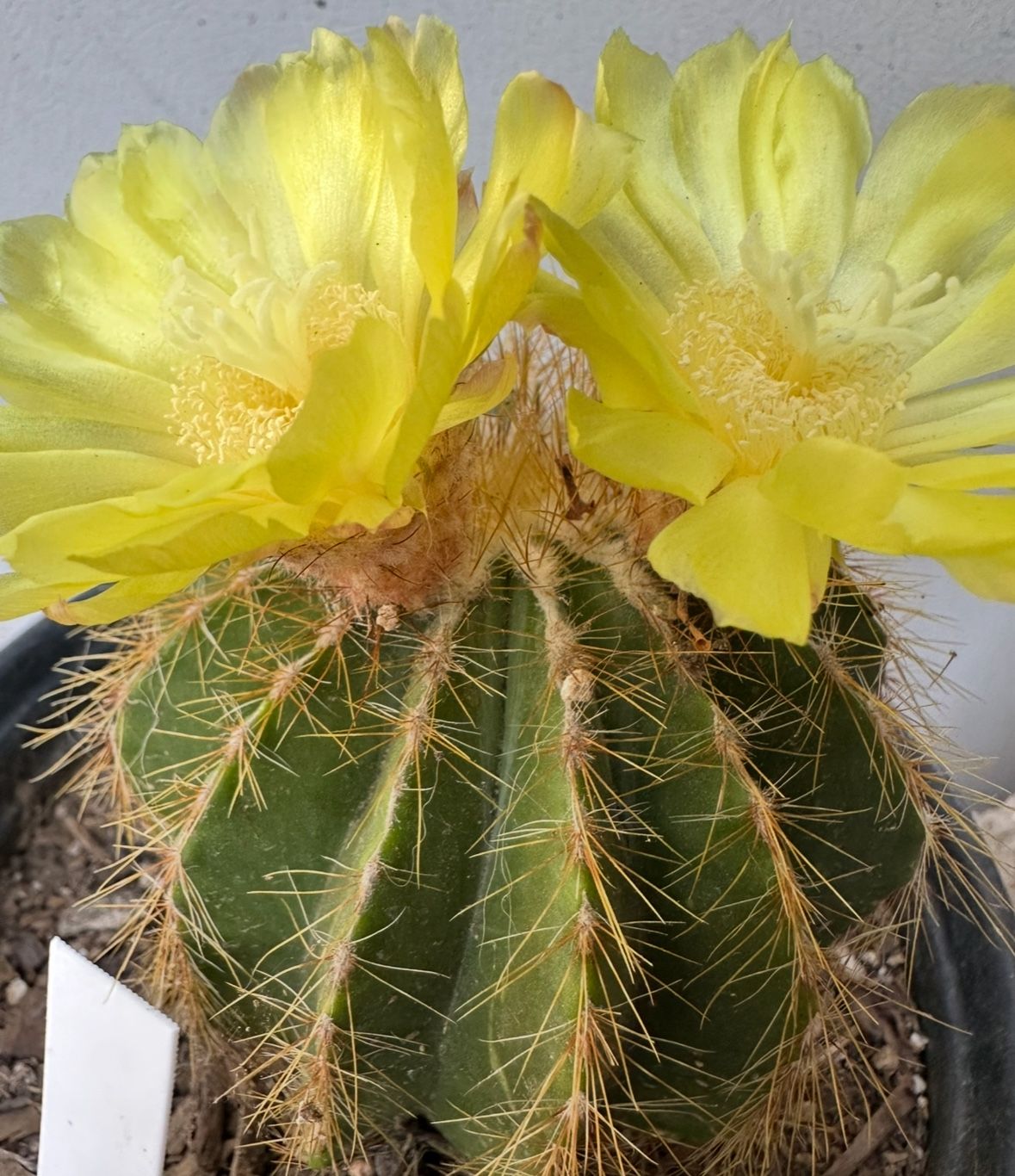 Cactus Amarillo