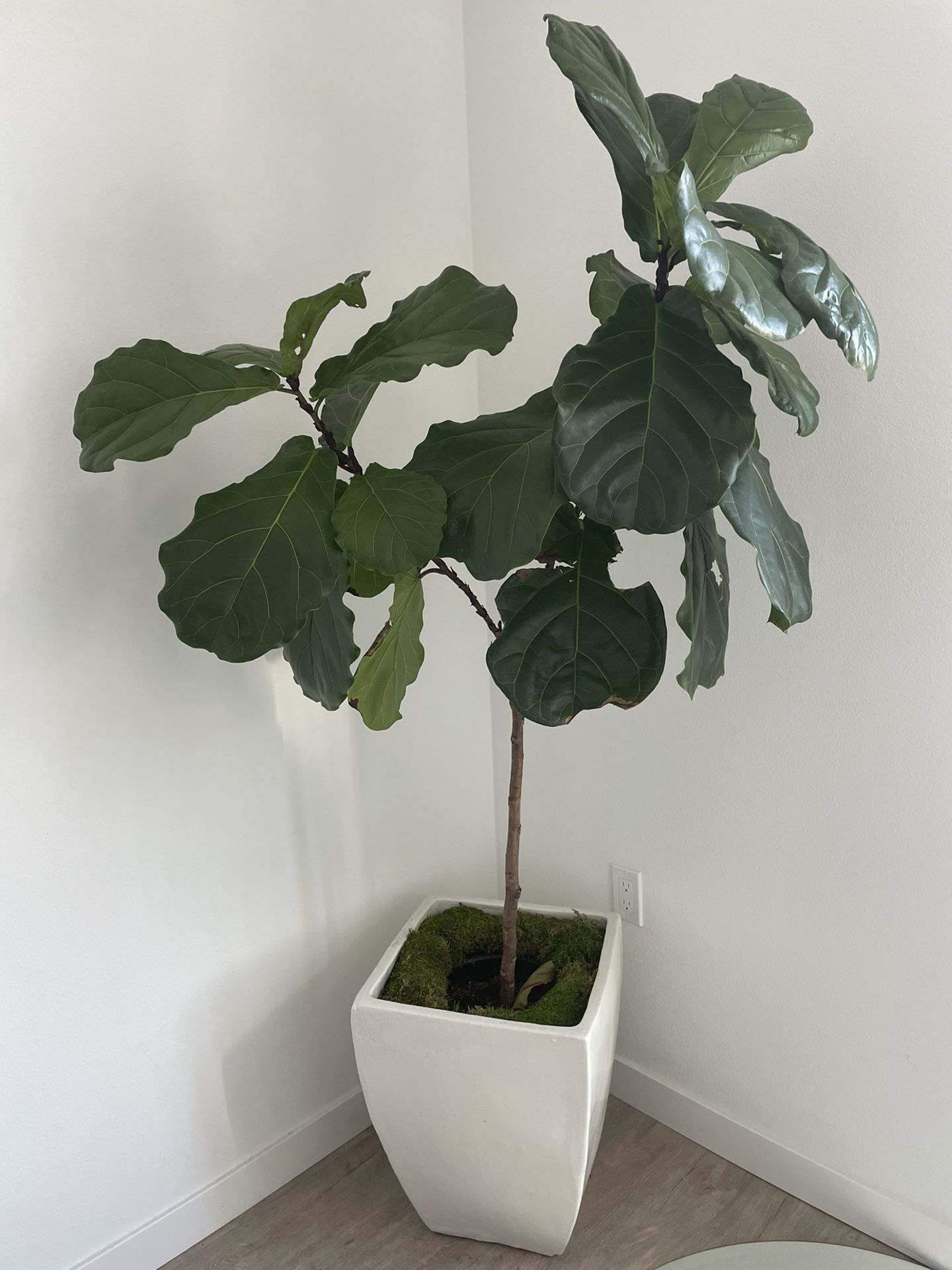 Ficus Lyrata “12”