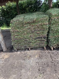 Fresh Sod - Césped