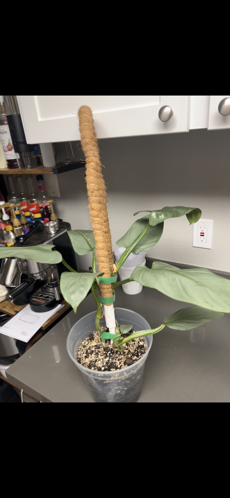 silver word philodendron