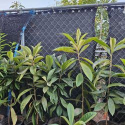 Loquat Tree