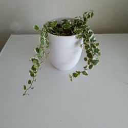 Beautiful Indoor Plant In Ceramic Pot 