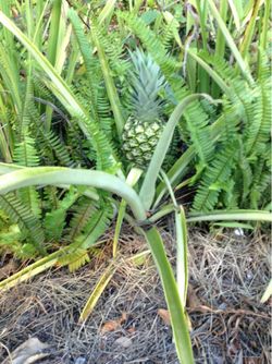 Pineapple plants $6.00 EACH, CASH, TEXT FOR PRICES.