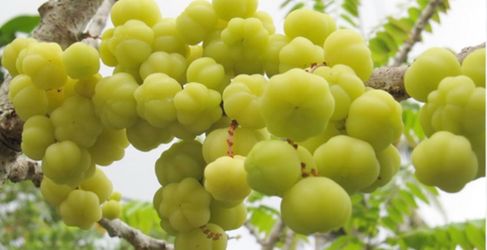 Otaheite gooseberry or star gooseberry tree