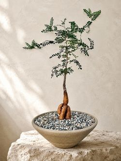 Operculicarya Decaryi/ Elephant Tree (Handmade Planter Included) #NE2 ‘Local LA Seller’